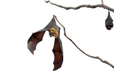 Flying Fox image