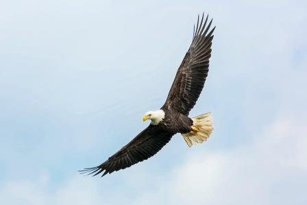 Bald Eagle picture.