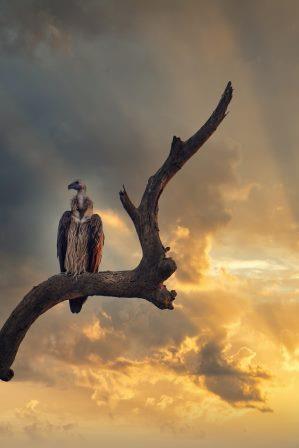 Vulture picture.
